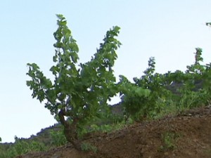 vinyes