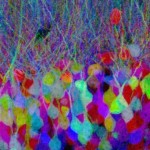 neuronas_raton