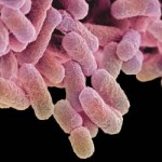 bacterias_escherichia_coli