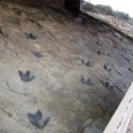 rastros_dinosaurios1