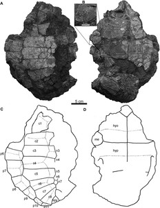 Restes de la tortuga prehistòrica 'Polysternon isonae' trobades al Pallars Jussà. ICP