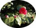 flors