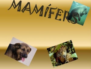 MAMIFERS2