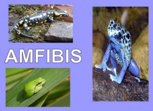 amfibis1
