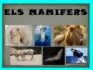 mamifers1