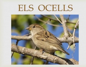 ocells1