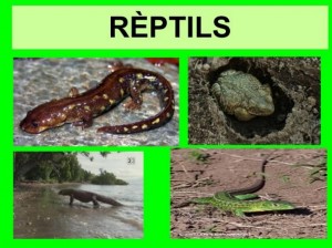 reptils2