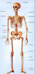 esquelet