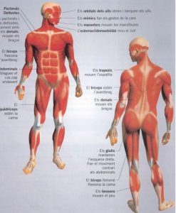 musculs