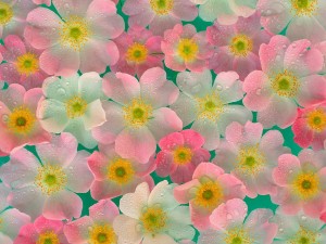 anemonas