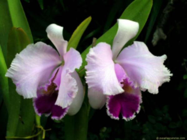 foto_de_flor_orquidea_05