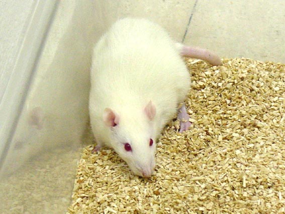 rata