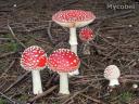 amanita_muscaria_yd_1012.JPG
