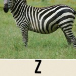 Z