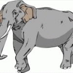 elephant4