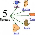 5-senses