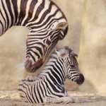 wild_animal_bg