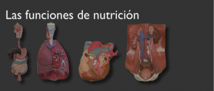 nutrició