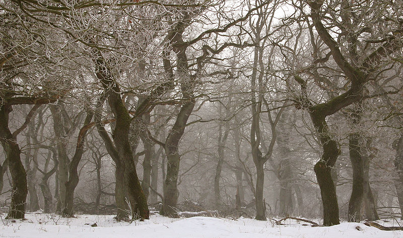 winter