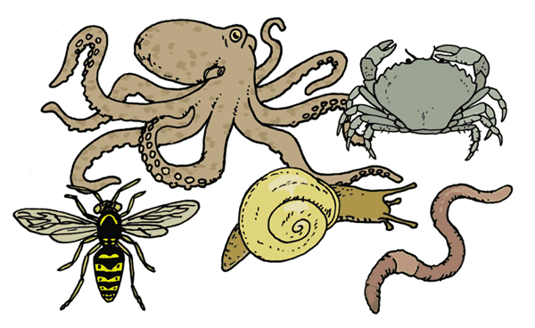 invertebrates