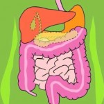 digestive system