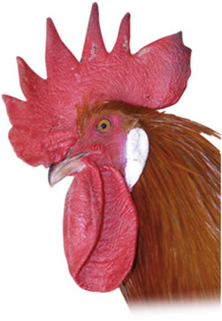 pollo