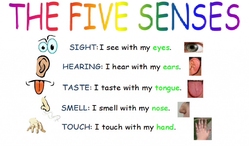 the-five-senses