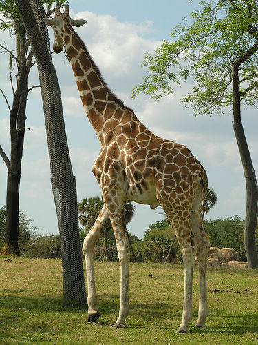 Les Girafes