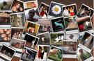 collage