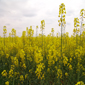 flors2