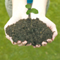 plantada_arbres2