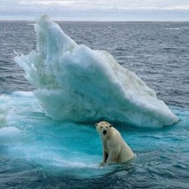 polar