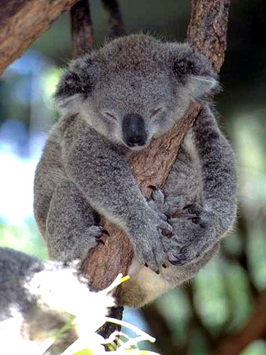 koala-australia-big.jpg