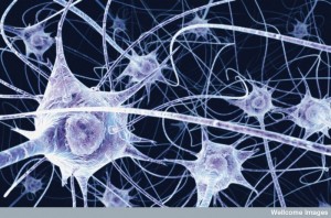 B0004164 Neurons in the brain - illustration