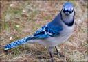 blue_jay-gaig.jpg