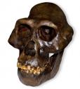 australopithecus-afarensis.jpg