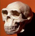 homo-erectus.jpg
