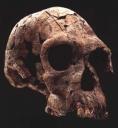 homo-habilis.jpg