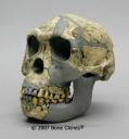 homo-habilis2.jpg
