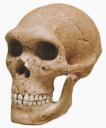 homo-sapiens-neanderthalensis.jpg