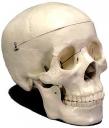 homo-sapiens.jpg