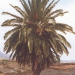 phoenix_canariensis2