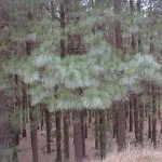 pinus_canariensis25