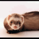 fura
