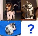 animales