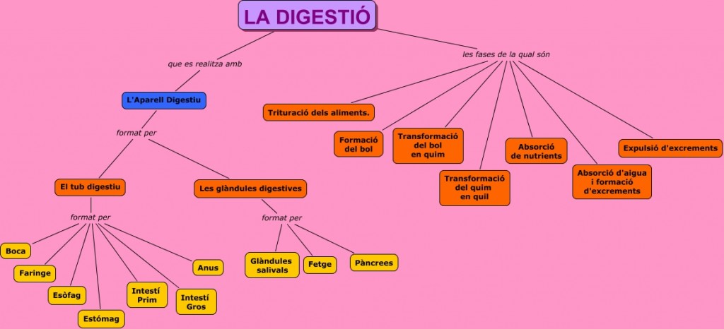 La Digestió Mª Antònia