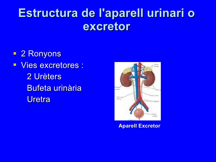 aparell-excretor-estructura