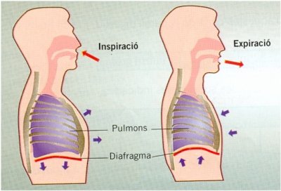 respiracio