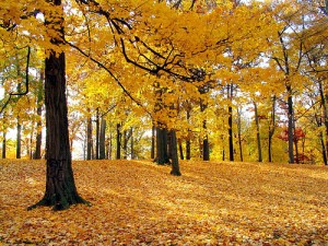 tardor2