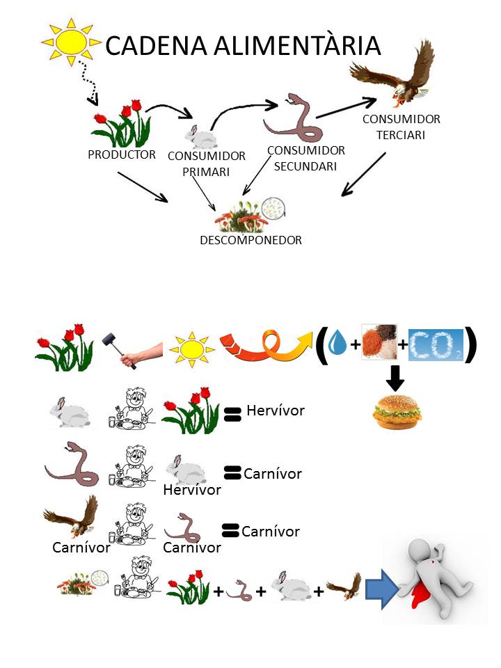 visualitzacio-cadena-alimentaria